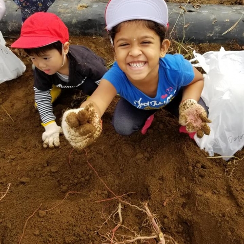 Sweet Potato Harvesting